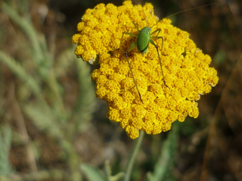 inflorescence, 1080P, no people, focus on foreground, flower umbel, grasshopper, fragility, flower, summer, growth, animal wildlife, lichen, yellow, close-up