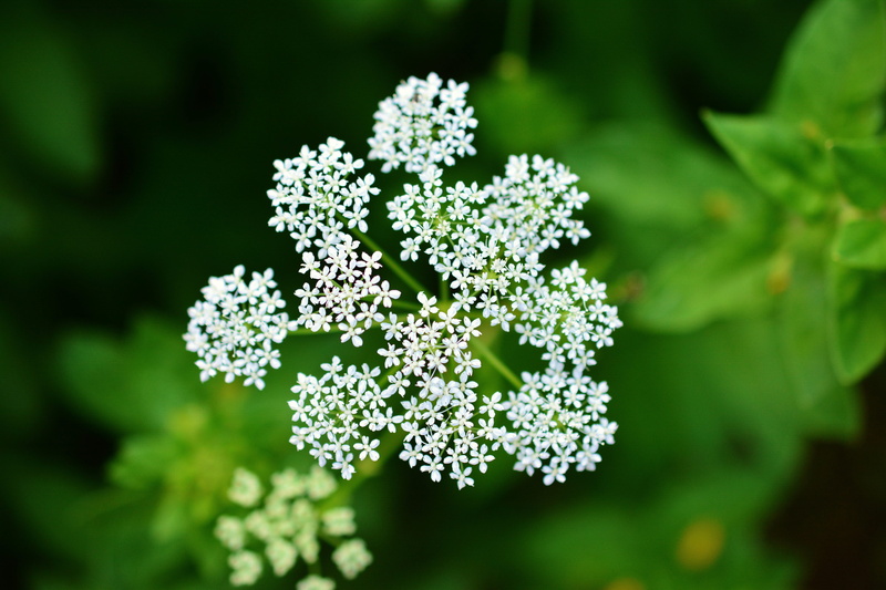 plant, outdoors, selective focus, no people, medicinal herbs, healthy eating, vegetable, beauty in nature, medicinal plant, flower, meadow, leaf, food
