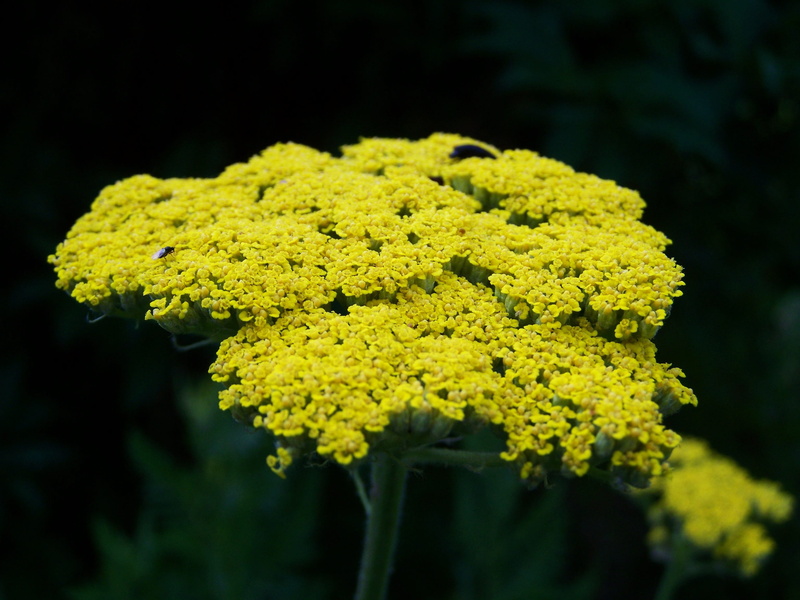 fragility, Yarrow, yellow flower, focus on foreground, freshness, nature, plant, Flower, bunch of flowers, inflorescence, black background, petal, green color