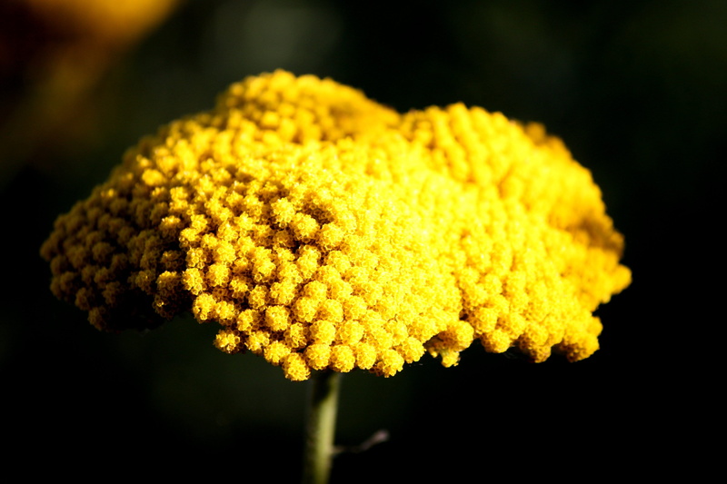 no people, shrub, lemon, growth, medicinal plant, petal, 4K, plant, flower head, yellow plant, flower, focus on foreground, nature, softness, freshness