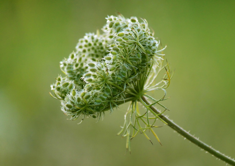 green color, focus on foreground, fine, tranquility, no people, fragility, bloom, plant, flowers, greenish, macro, flower, growth, photo, close, meadow