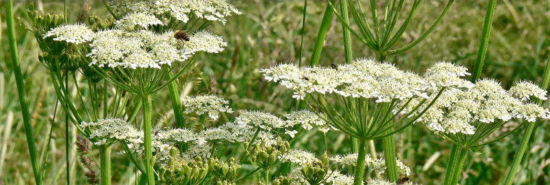 white color, freshness, flower, growth, day, plant, 2K, bloom, yarrow, blossom, botany, meadow, springtime, pointed flower, close-up, fragility, vulnerability