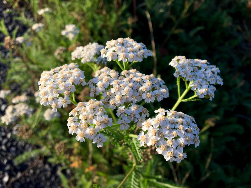 white color, bunch of flowers, flowering plant, nature, close-up, inflorescence, beauty in nature, plant, flora, 4K, flower head, selective focus, freshness