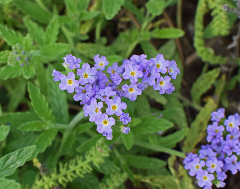 fragility, blossom, flower, flowering plant, growth, petal, green color, no people, vulnerability, yellow, day, colorful, close-up, purple, plant, nature