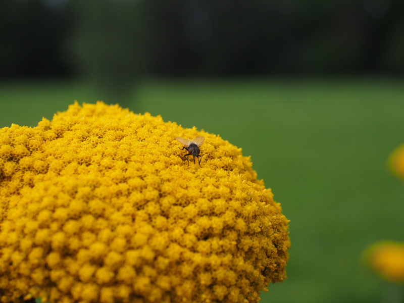 achillea filipendulina, Yarrow, animal, yellow yarrow, Blossom, outdoors, Flower, no people, freshness, fern leaved milfoil, day, fragility, close-up, summer