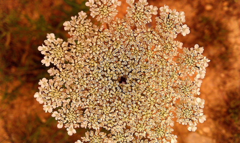 pattern, nature, milfoil, wild, fragility, beauty in nature, focus on foreground, flower head, fungus, herbal, inflorescence, coniferous tree, lichen, growth