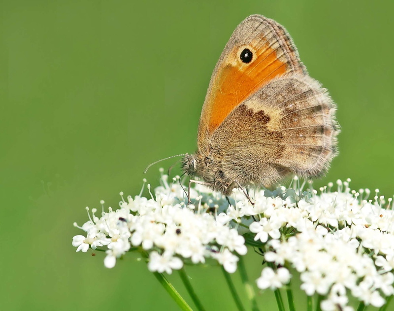 pollination, flower head, butterflies, flora, coenonympha pamphilus, edelfalter, butterfly - insect, fragility, insect macro, one animal, invertebrate