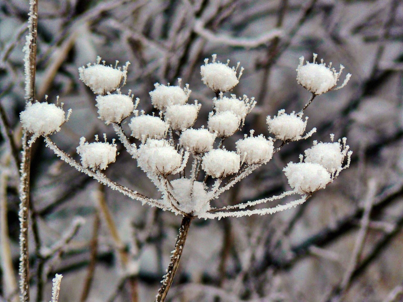 nature, crystals, frozen, flora, coldsnap, dead plant, winter, snow, black, close-up, winter time, outdoors, fragility, vulnerability, yarrow, white, tranquility