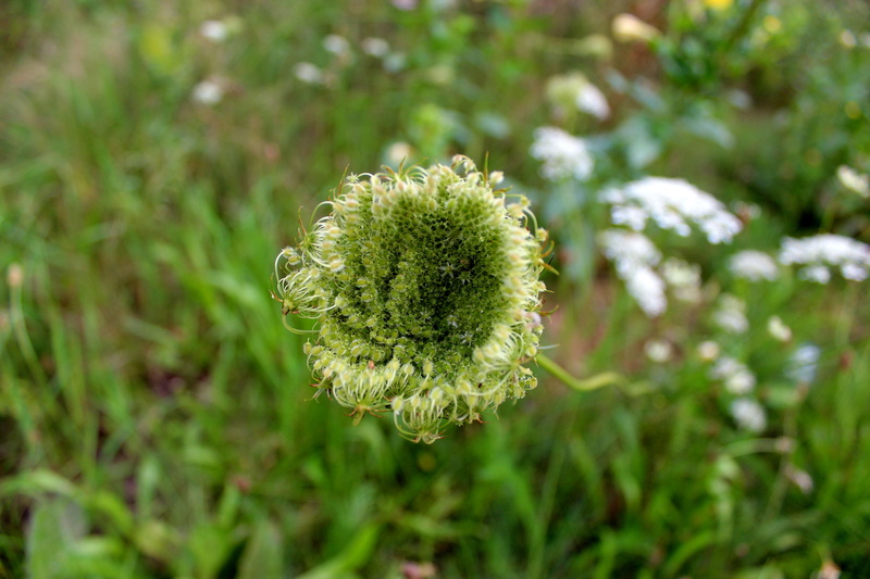 vulnerability, yarrow, close-up, flower head, growth, focus on foreground, green, food and drink, green color, close, fragility, botany, 5K, no people