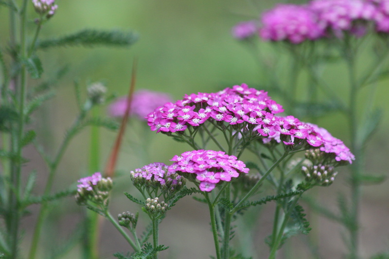 purple, day, green background, closeup, health, garden, flower head, flower, no people, plant stem, achillea, 5K, pink color, bloom, inflorescence, freshness