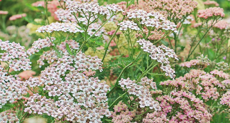 white, softness, purple, wild plant, plant, yellow flowers, pink flowers, blossom, grassland plants, growth, flower, nature, botany, freshness, focus on foreground