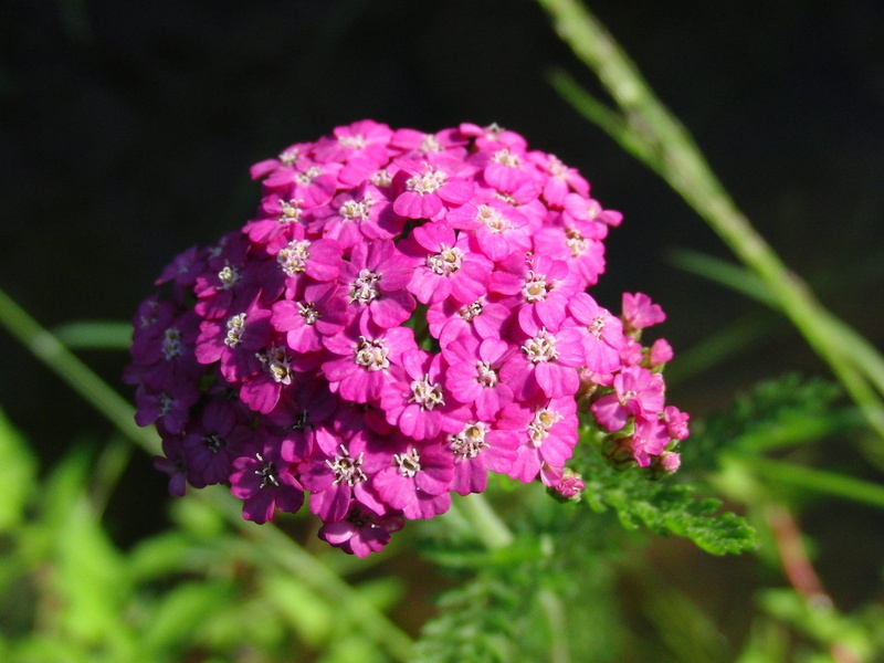 outdoors, purple, Yarrow, flowering plant, closeup, inflorescence, beautiful, day, flower, pink color, summer, nature, flower head, flowers, fragility