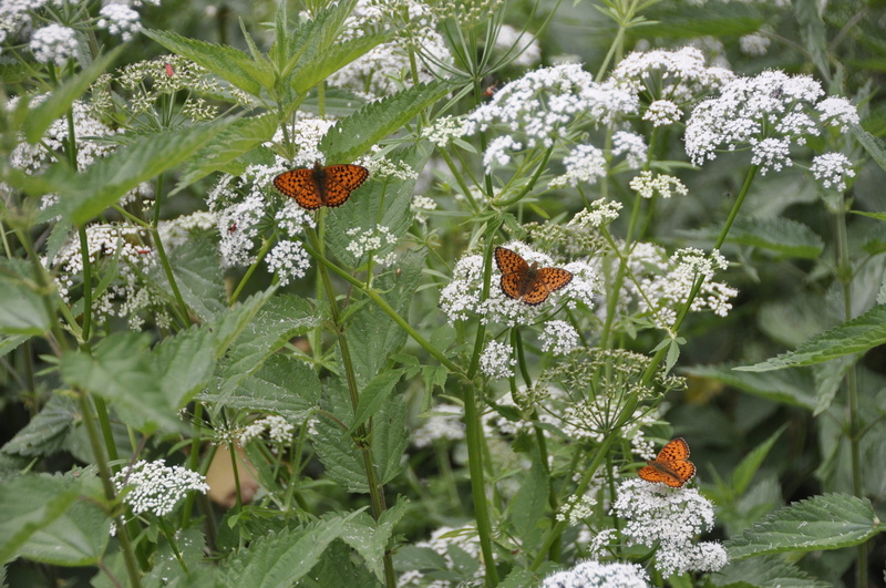 flowering plant, leaf, no people, day, plant, garden, Flower, growth, fragility, metamorphosis, vulnerability, green Color, insect, creature, Butterfly