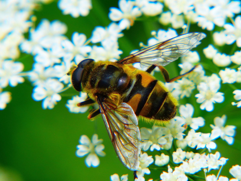 animal wing, Yarrow, bee pollen, nature, flowering plant, freshness, nectar, growth, no people, Honey, animal themes, macro photography, pollen, Bee, collect nectar