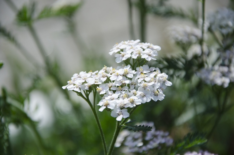 outdoors, beauty in nature, day, white color, nature, fragility, 4K, freshness, inflorescence, growth, petal, close-up, medicine herb, plant, flowering plant