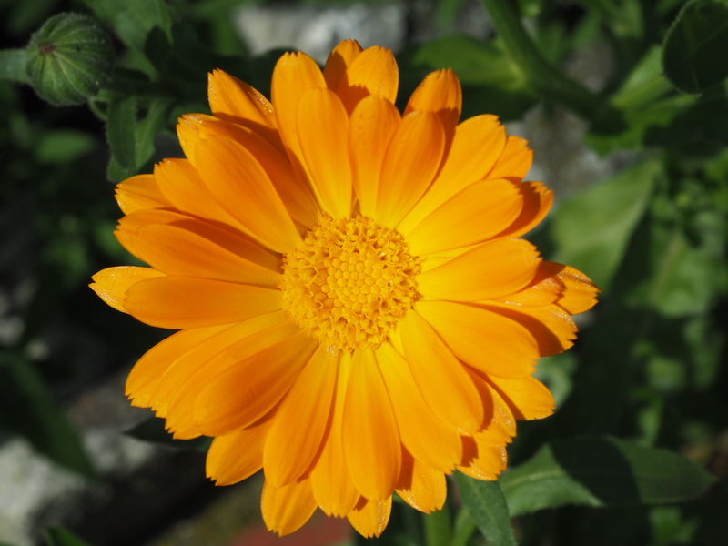 vulnerability, focus on foreground, yellow, 4K, gazania, calendula, day, close-up, orange color, blossom, flowering plant, fragility, orange, growth, flower