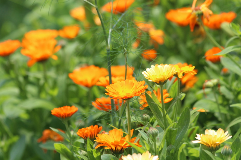 fragility, green, flower bed, summer flowers, pollen, close-up, beauty in nature, medicinal plants, garden flower, yellow, drug, calendula officinalis