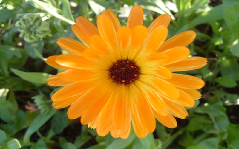calendula, officinalis, 2K, flower
