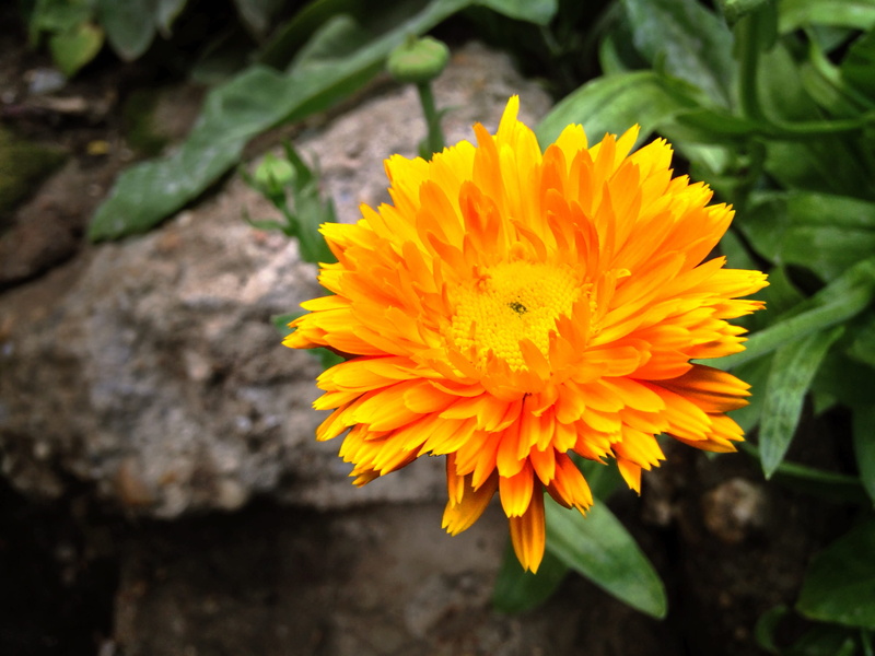 plant, vulnerability, flower head, calendula officinalis, medicinal, orange, inflorescence, plants, garden, day, freshness, yellow, flower, no people, outdoors