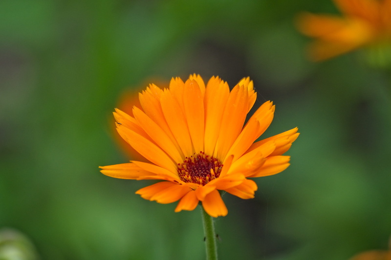 freshness, composites, bloom, focus on foreground, 4K, marigold, flower, no people, orange, blossom, petal, calendula officinalis, growth, gazania, inflorescence