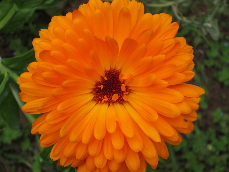calendula, petal, 2K, close-up, vulnerability, beauty in nature, medicinal plant, flowering plant, cosmetics, natural medicine, pollen, orange flower