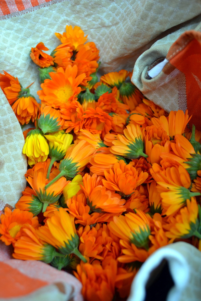 blossom, orange color, selective focus, yellow flower, vulnerability, flower, freshness, bunch of flowers, naturopathy, medicinal plant, flowering plant