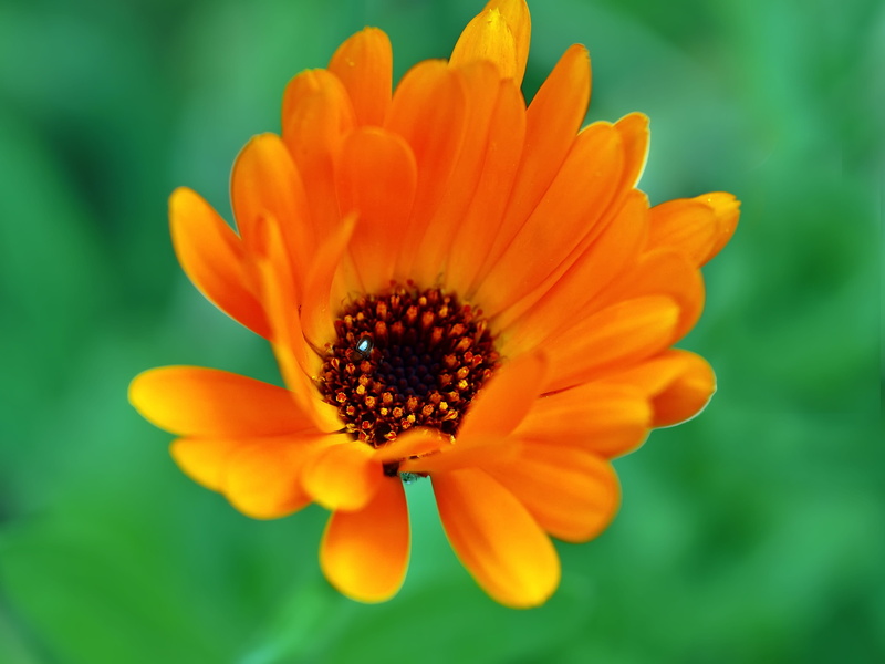 calendula, plant, growth, petal, bright yellow, 2K, orange, freshness, inflorescence, selective focus, close up, beauty in nature, calendula officinalis