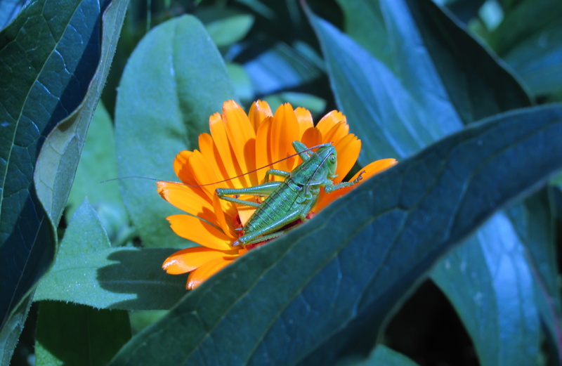 no one, floral, flower, close-up, garden, fragility, calendula officinalis, closeup, plant part, leaf, animal themes, grasshopper, beauty in nature, vulnerability