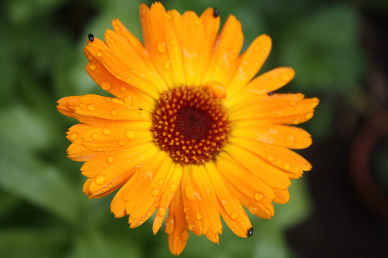 flower head, close up, flowering plant, pollen, summer flower, 4K, blossom, drop, petal, no people, calendula officinalis, fragility, flower, flower garden