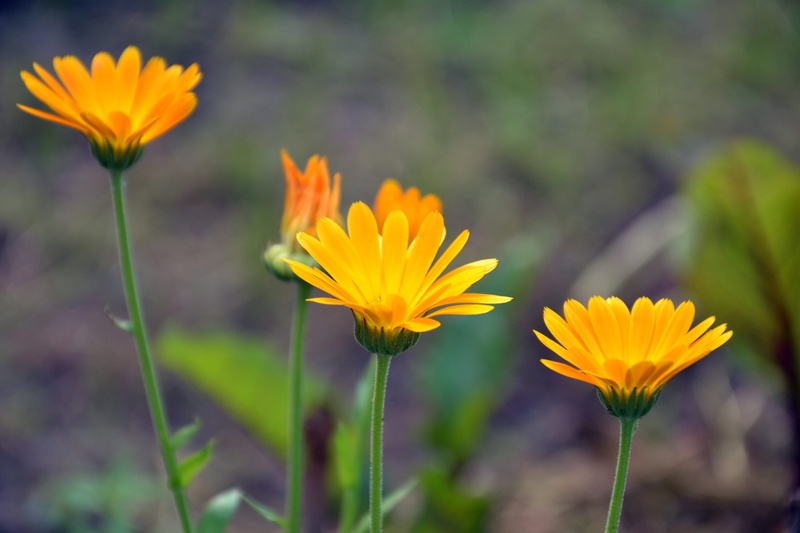 fragility, Calendula Officinalis, orange, growth, beauty in nature, close-up, freshness, summer flowers, marigold, calendula, 4K, bloom, flowers, medicinal plant