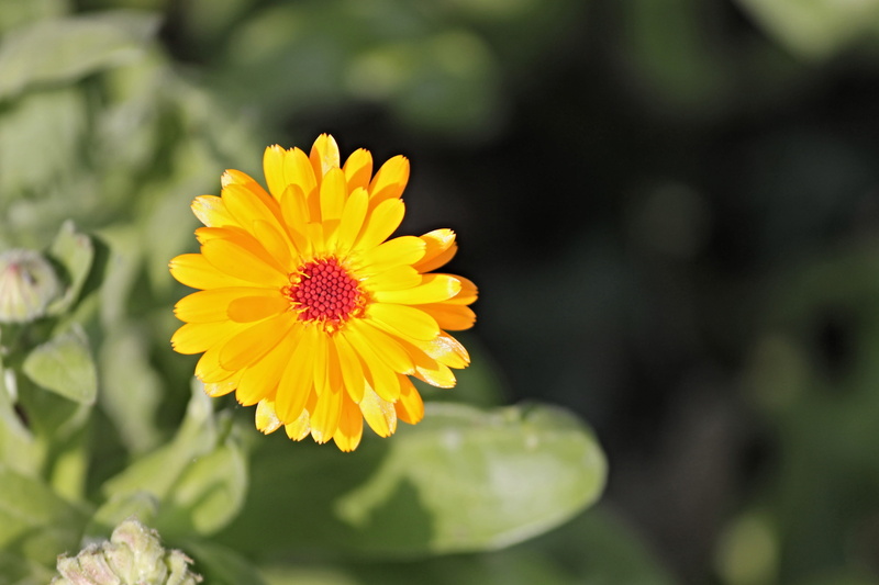 petals, yellow, pollen, calendula officinalis, korbblüter, outdoors, plant part, nature, bloom, beauty in nature, medicinal plant, flower, composites, inflorescence