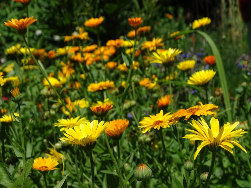 petal, day, medicinal plant, yellow, beauty in nature, summer flower, flowering plant, calendula officinalis, inflorescence, fragility, 5K, land, flower
