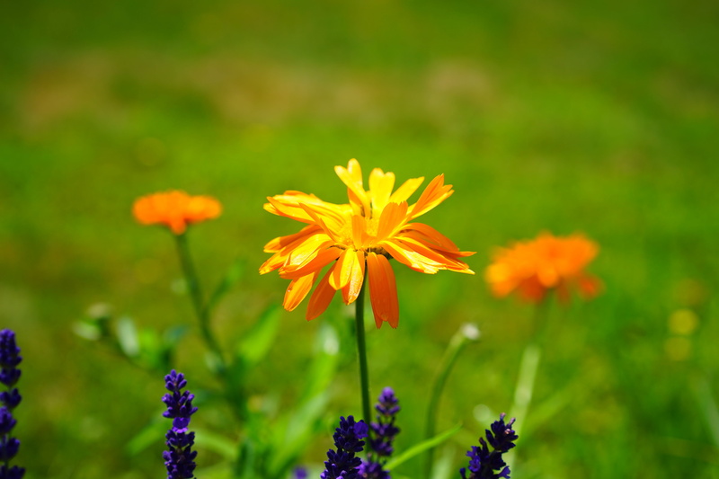 daisy, selective, gardening, yellow, vulnerability, bloom, close-up, calendula, asteraceae, land, beauty in nature, calendula officinalis, composites, flowering plant