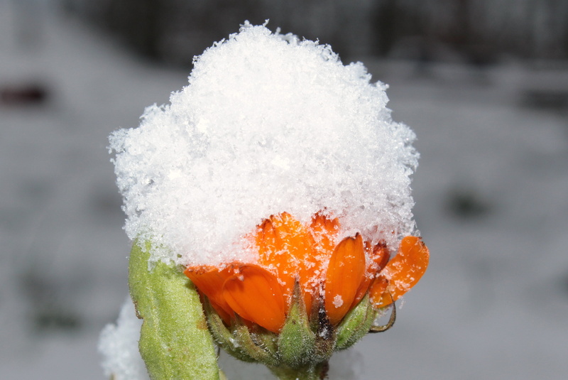 bloom, naturopathy, freshness, gardening, ice, 4K, calendula officinalis, medicinal plant, healthy eating, food and drink, no people, winter, white color