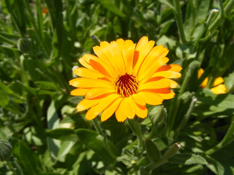 vulnerability, nature, flowering plant, officinalis, pollen, flower head, no people, fragility, flower, flowers, bactericide, medicinal, scotch, herb, day