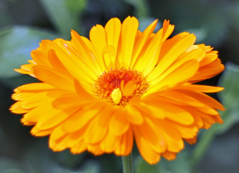 Bloom, selective focus, plant, beauty in nature, pollen, medicinal plant, vulnerability, growth, Blossom, no people, orange, flowering plant, summer flower