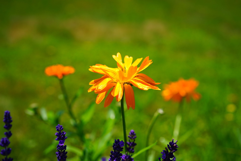 naturopathy, field, day, fragility, flowering plant, medicinal plant, vulnerability, summer, beauty, flowers, yellow, healing garden, flower, three, 5K