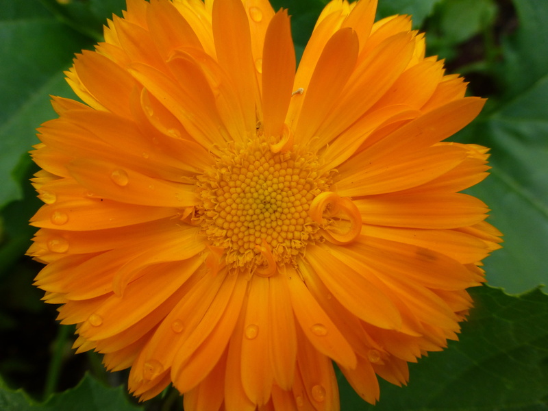 close-up, fragility, pollen, orange color, marigold, calendula, medicinal, orange, herb, petal, day, flower head, nature, Calendula Officinalis, summer