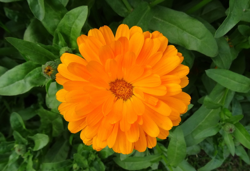 Flower, english marigold, vulnerability, growth, freshness, fragility, beauty in nature, day, flower head, asteraceae, nature, genda, 2K, delhi, Calendula