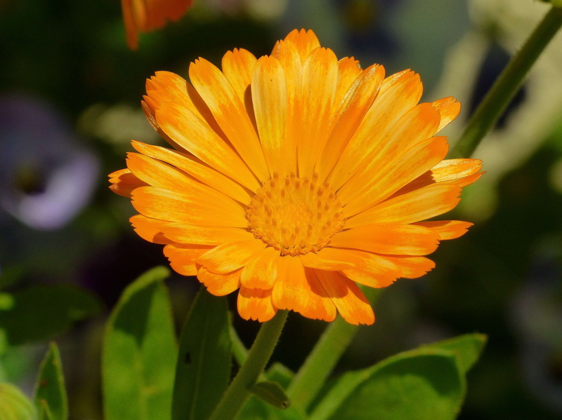 pollen, gazania, plant, 2K, composites, petal, nature, inflorescence, flower head, flowering plant, close-up, calendula, focus on foreground, naturopathy