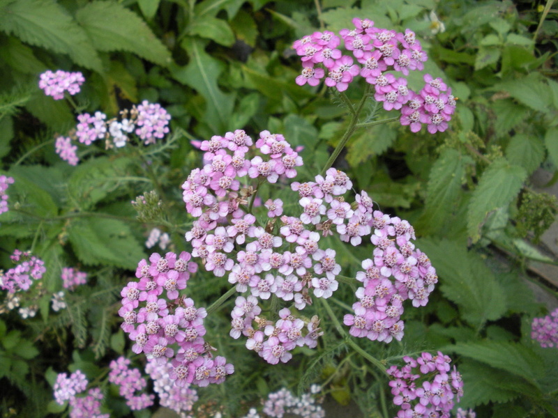 garden, pink color, 720P, botany, flower head, day, beauty in nature, outdoors, vulnerability, flowering plant, flowers, freshness, gardening, plant, no people