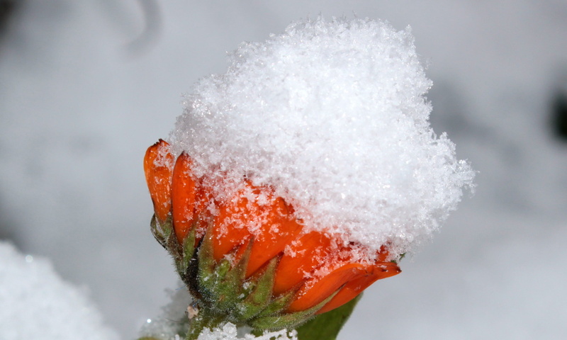 blizzard, officinalis, cold temperature, 2K, snow, food and drink, calendula, snow cover, ice, nature, no people, food, outdoors, snowing, Calendula Officinalis