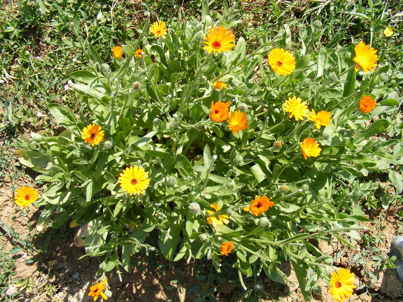 inflorescence, Calendula, fragility, medicinal, day, flowerbed, marigold, plants, no people, Antiseptic, vulnerability, scotch, flowering plant, plant part