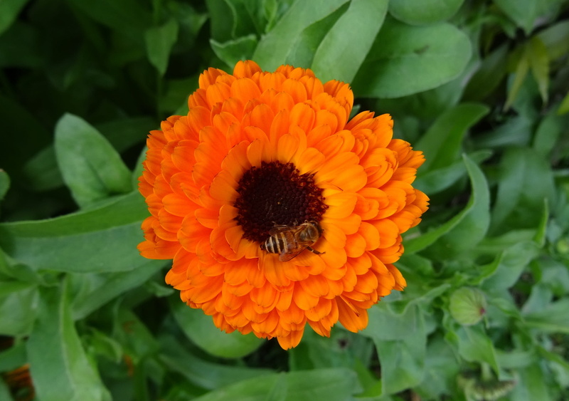 plant, plant part, flowering plant, vulnerability, beauty in nature, flower head, leaf, Calendula, india, freshness, Pot Marigold, green color, pollen