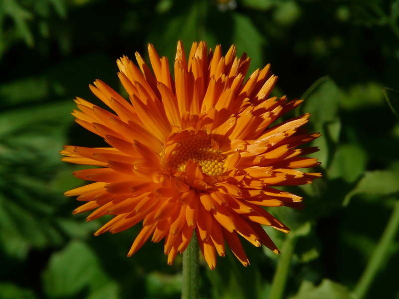 Calendula Officinalis, flower head, 2K, day, orange, orange color, inflorescence, flowering plant, bloom, calendula, growth, close-up, focus on foreground