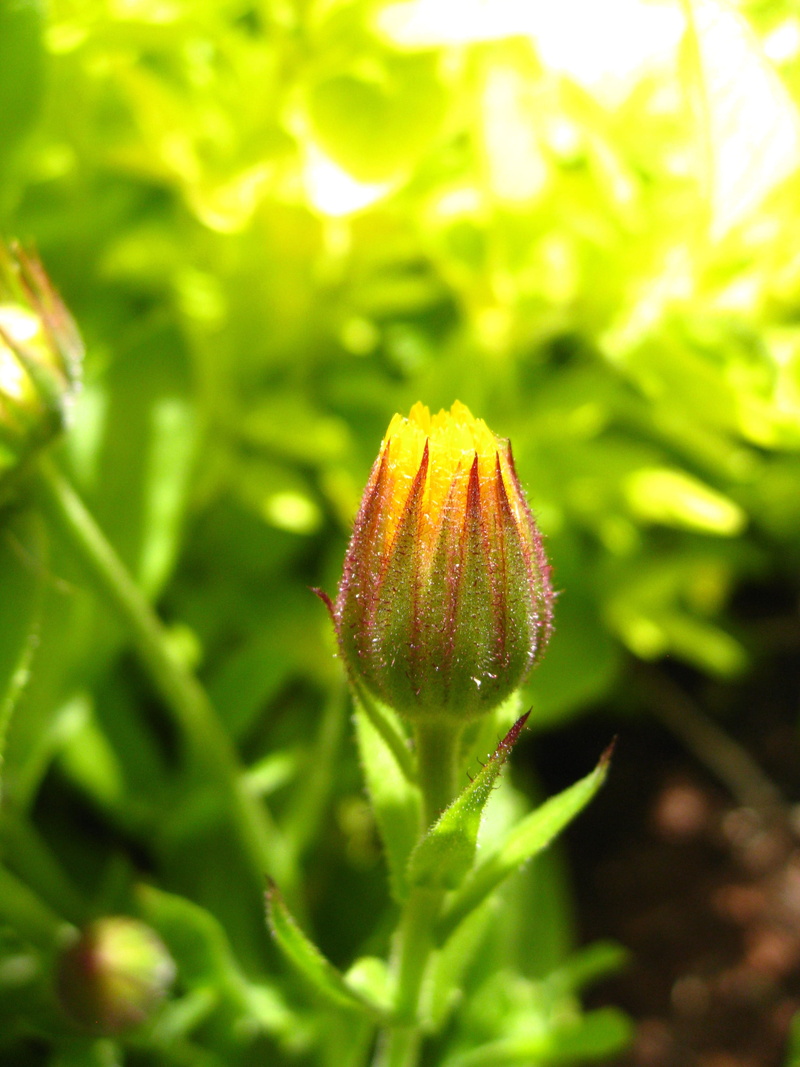 day, marigold, calendula officinalis, pot marigold, leaf, 2K, selective focus, new life, officinalis, freshness, botanical, orange, flowering plant, medicinal plant