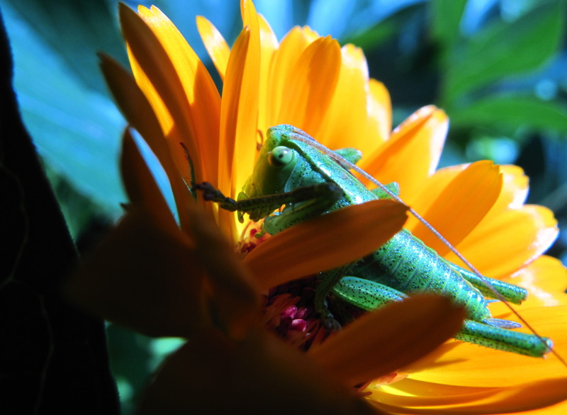 freshness, flower head, animals, at the court of, pollination, one animal, closeup, nature, color, calendula officinalis, growth, insect, animal wildlife