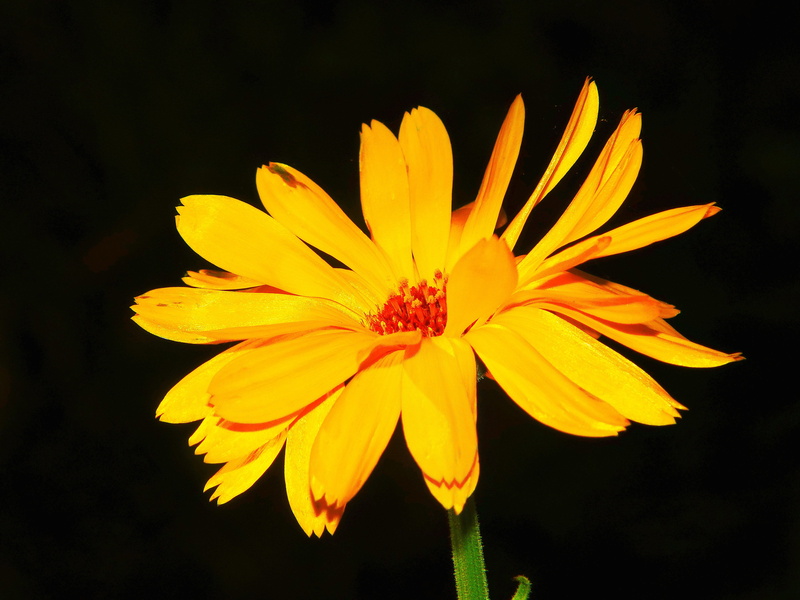 naturopathy, close-up, yellow, freshness, blossom, pollen, outdoors, flower meadow, flowering plant, 4K, flower, korbblüter, growth, orange, composites