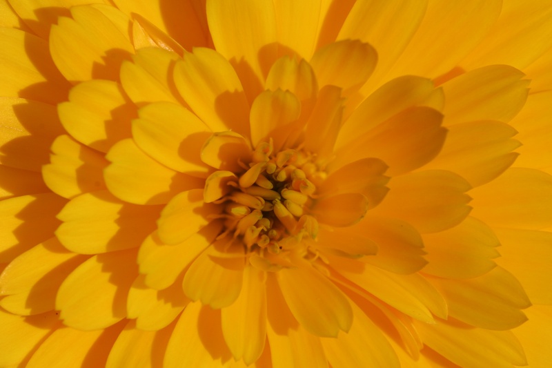 pollen, outdoors, flower, flowering plant, yellow, full frame, floral pattern, backgrounds, 2K, summer flowers, vulnerability, freshness, growth, calendula officinalis