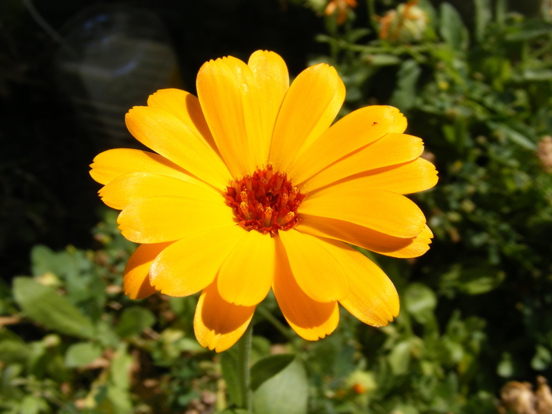 no people, flower head, remedy, flower, pollen, plant, yellow, plants, orange, flowers, macro, medicinal, focus on foreground, outdoors, marigold, homeopathic
